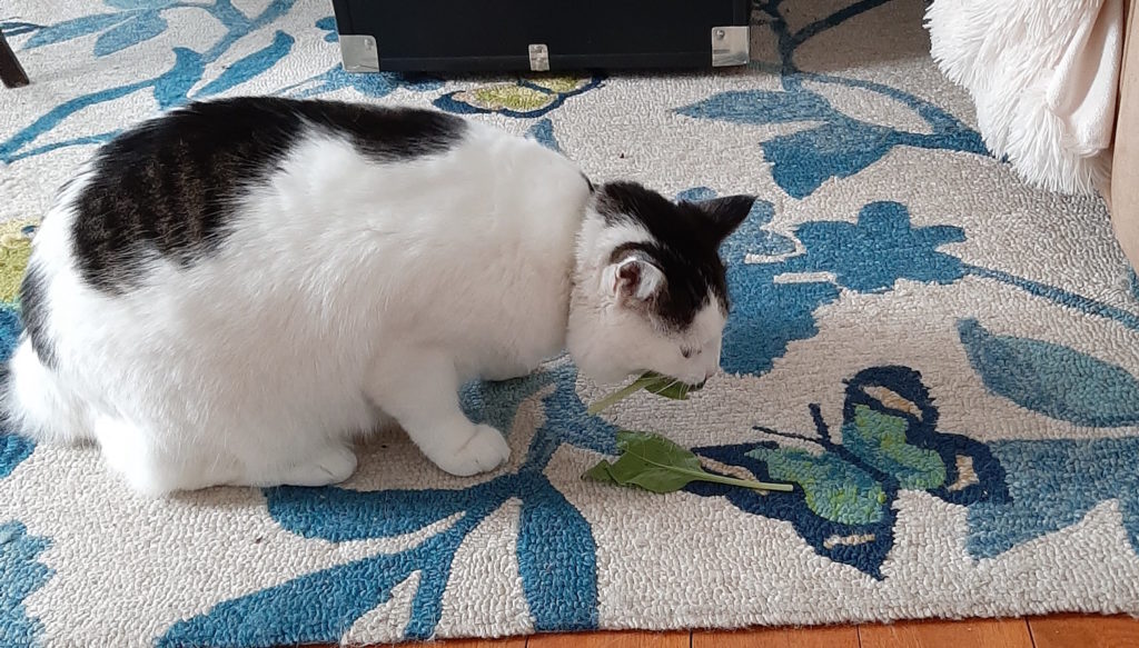 Daisy Butcatnan Stealing Spinach on a white rug with blue flowers.